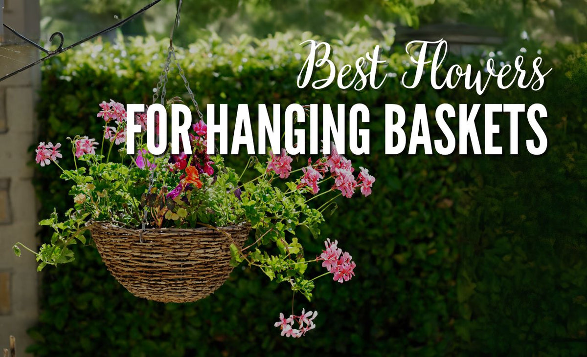 Best Flowers for Hanging Baskets in Dubai for a Beautiful Home