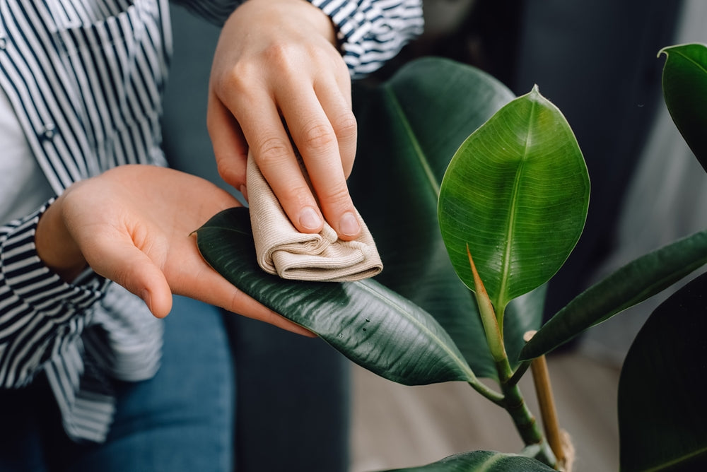 How to Keep Artificial Plants Dust Free (Experts Guide) Sentiments.ae