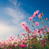7 Best UAE National Flower Name