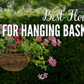 Best Flowers for Hanging Baskets in Dubai for a Beautiful Home
