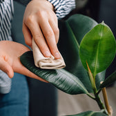 How to Keep Artificial Plants Dust Free (Experts Guide)