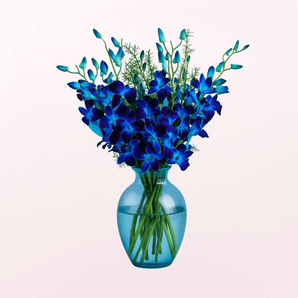 Bloomy  Blue  Orchid on a Glass Vase