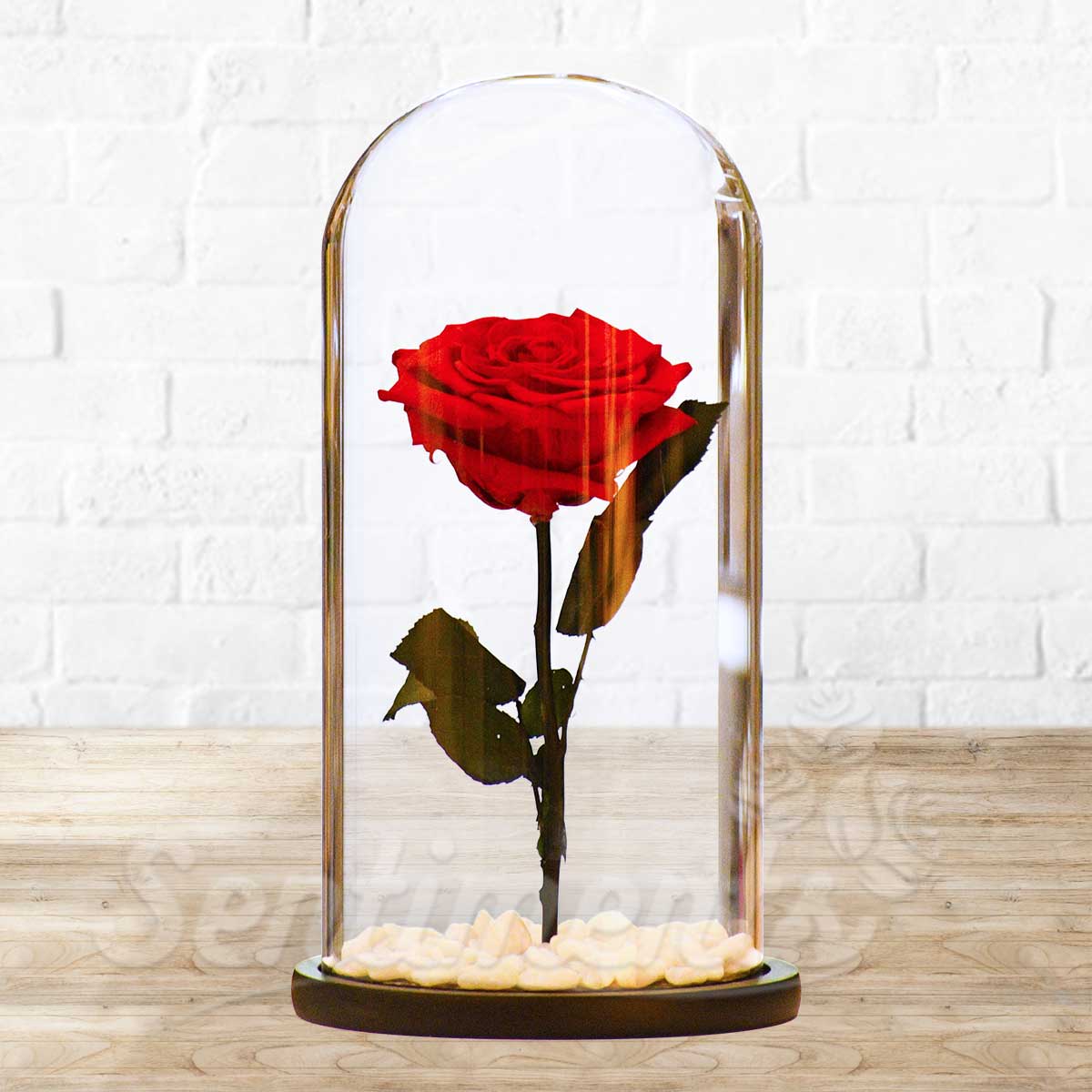 Infinity Rose Red