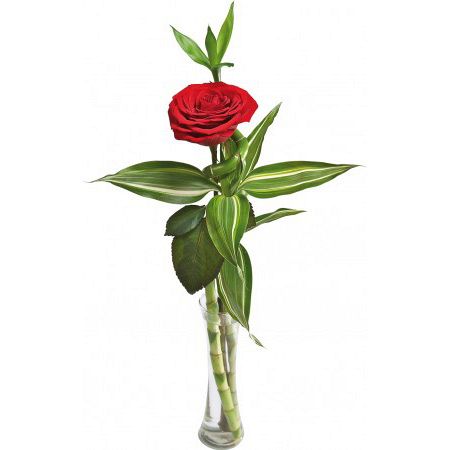 Charmie Solo Soul Red Rose on a Glass Vase