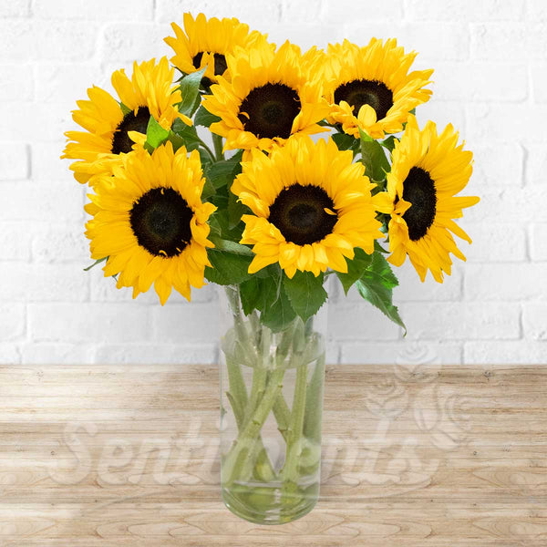 Sunflower Beauty